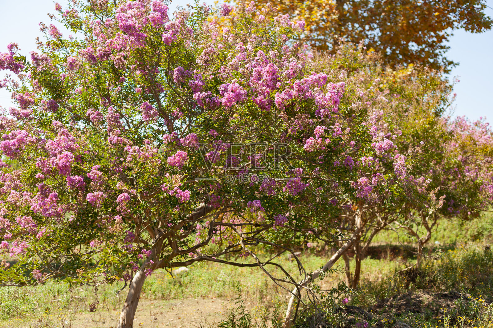 有粉红色花朵的树照片摄影图片