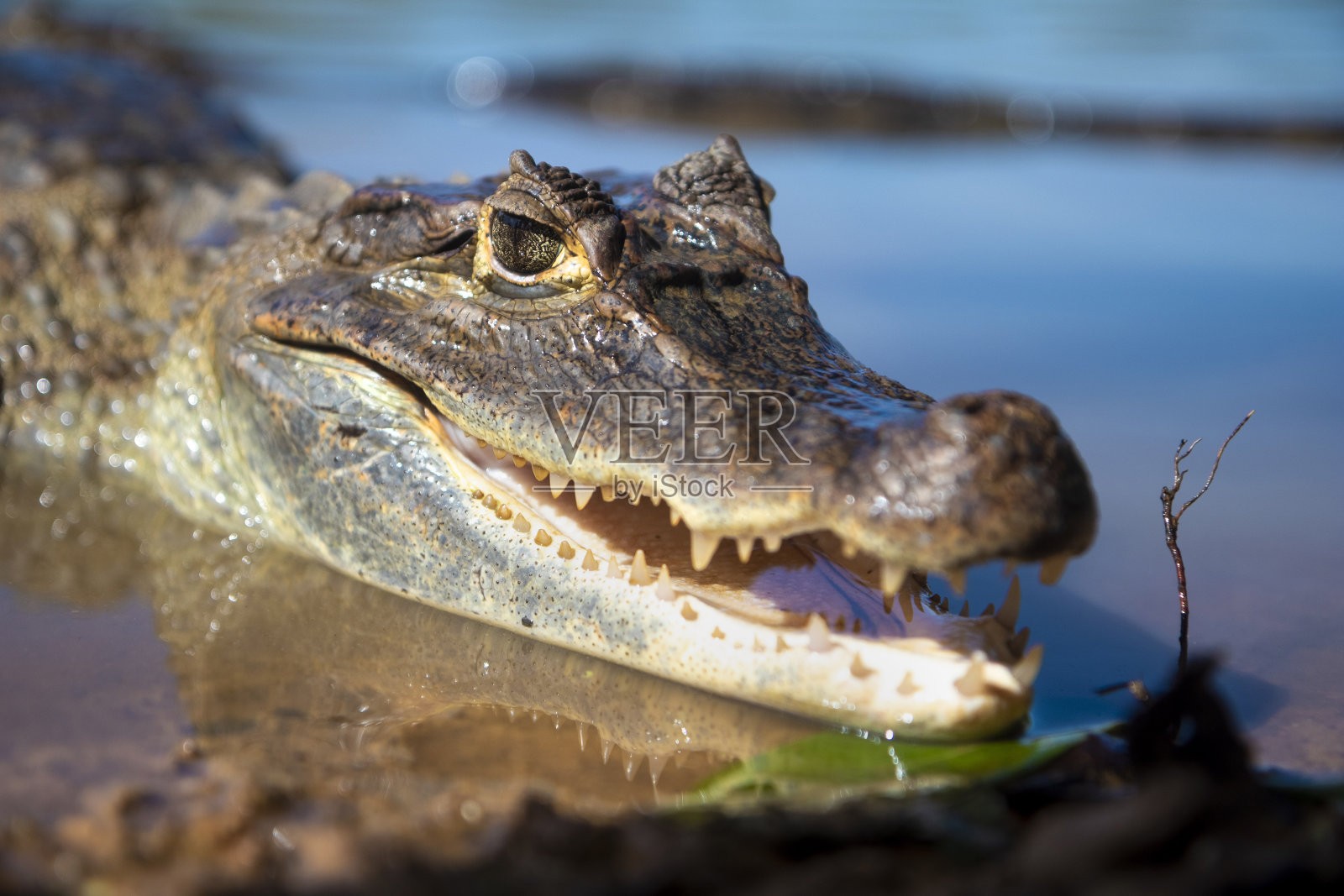 鳄鱼蜥蜴在湖岸晒太阳,露出牙齿照片摄影图片
