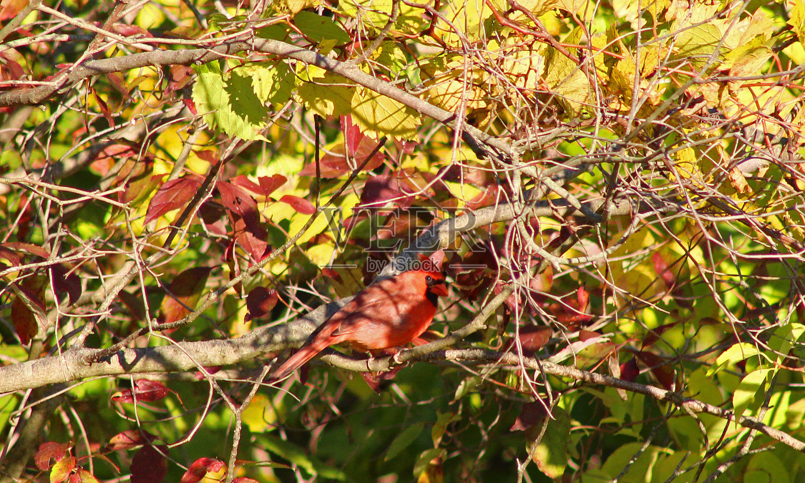 红衣主教在树照片摄影图片