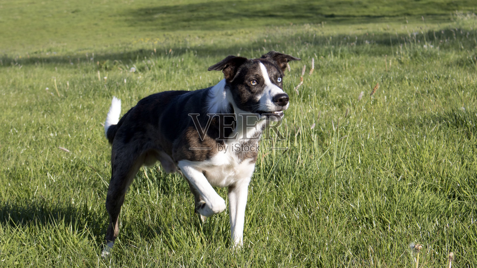 一只边境牧羊犬喜欢他的日常锻炼照片摄影图片