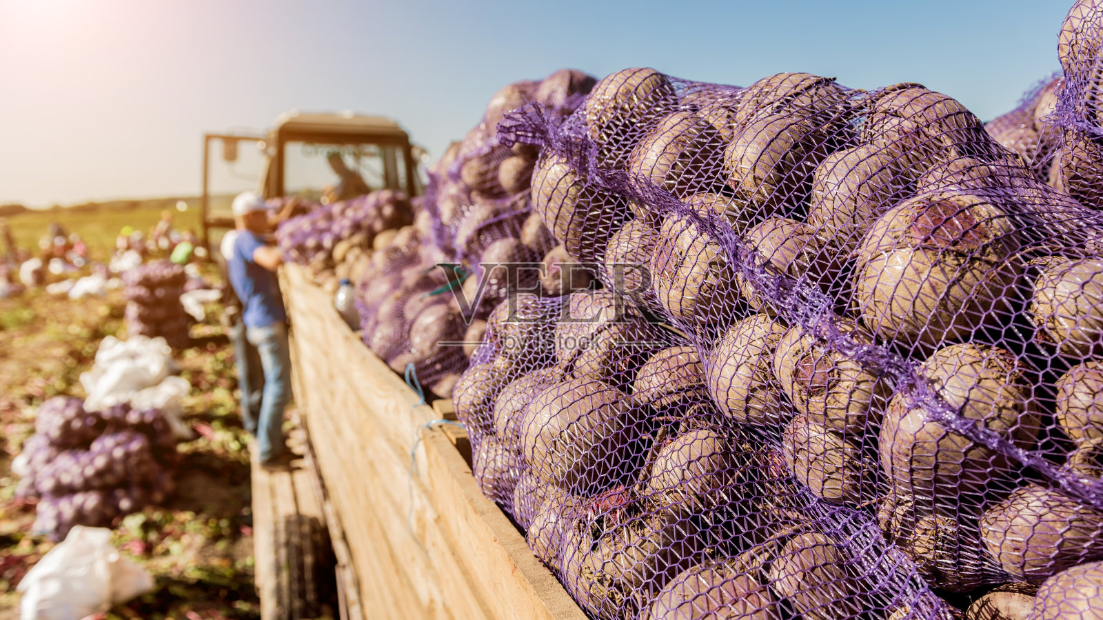 拖拉机在田里收割甜菜根照片摄影图片