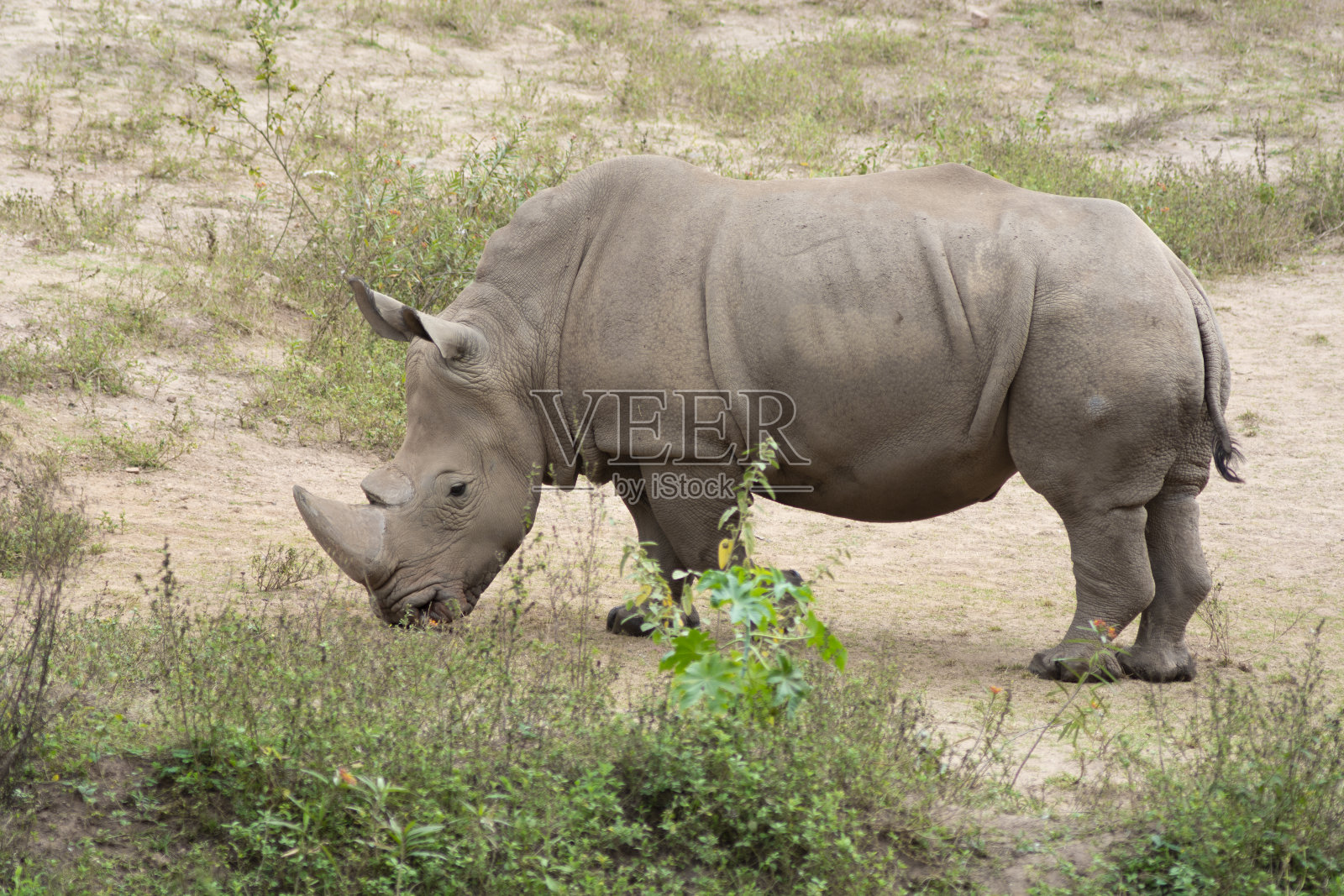 白犀牛在沙地上吃草照片摄影图片