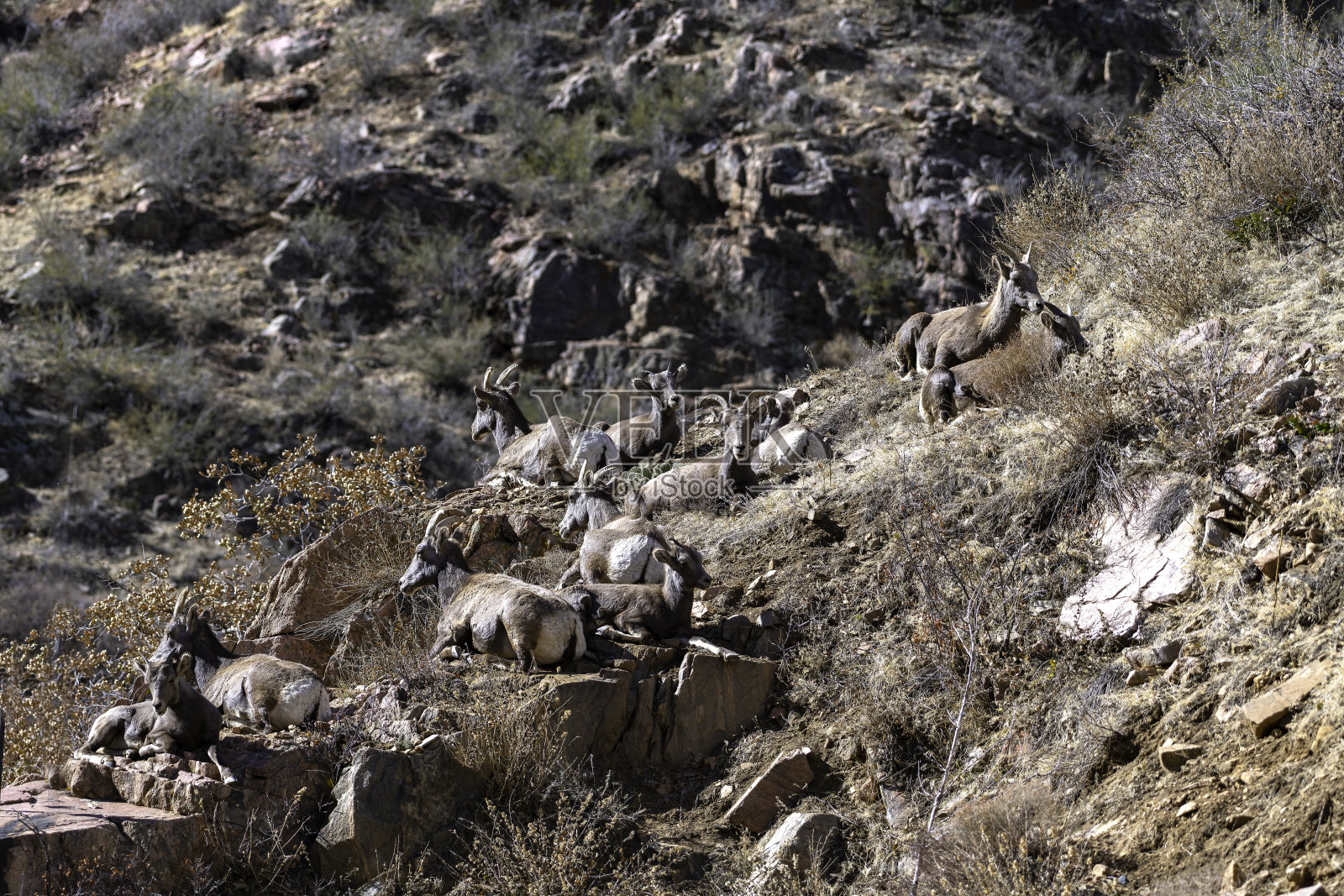 岩石峡谷大角羊在秋天的颜色照片摄影图片