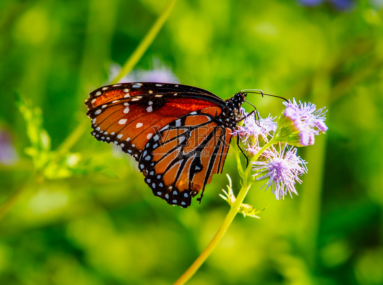 女王照片摄影图片