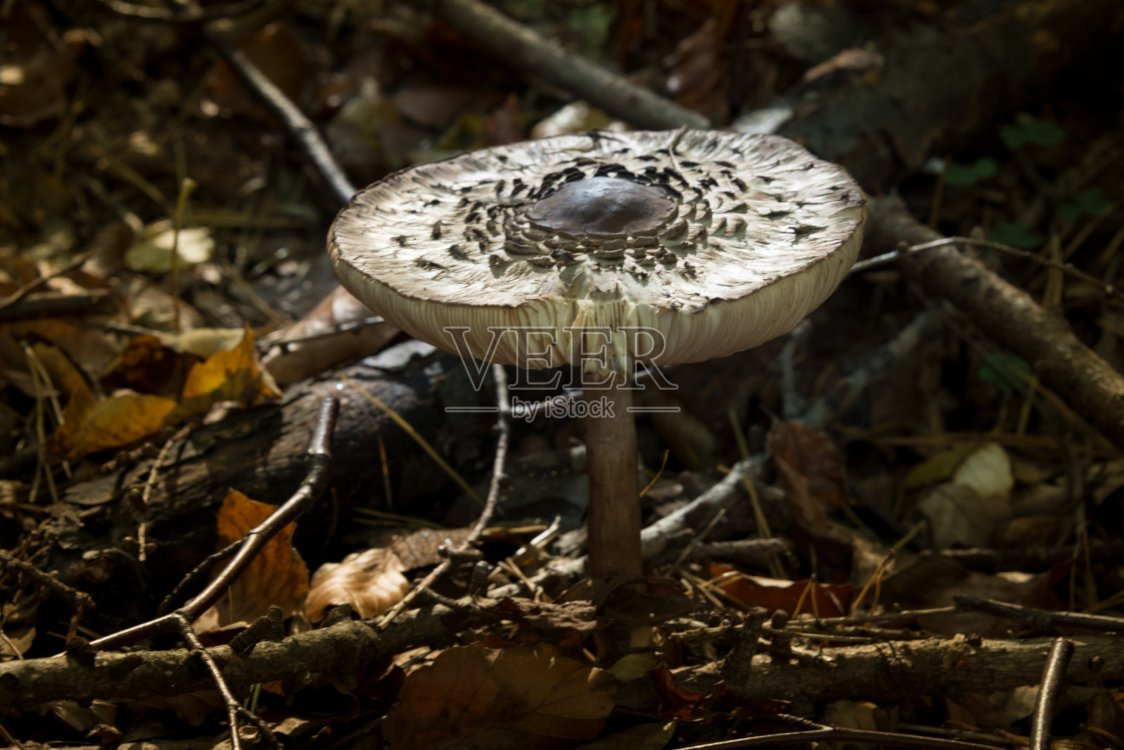 自然环境下美丽的阳伞照片摄影图片