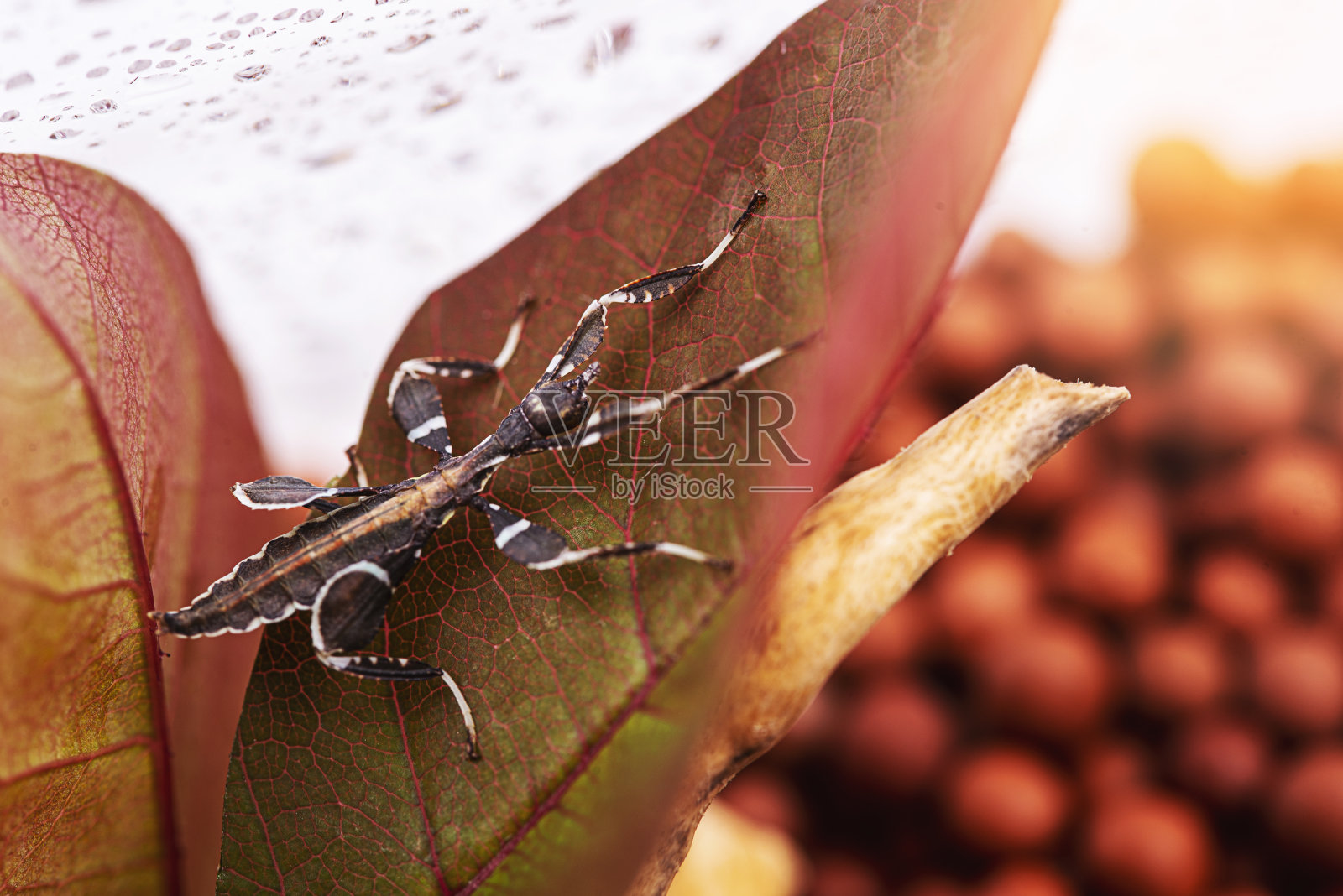 叶虫,叶虫照片摄影图片