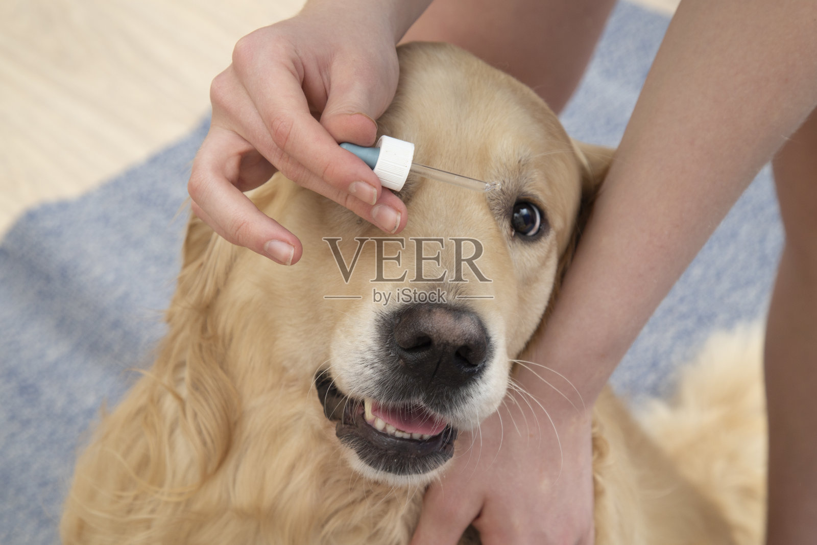 狗的眼部治疗。照片摄影图片