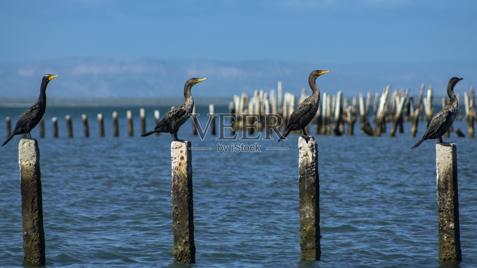 拉巴斯湾鸬鹚编队照片摄影图片