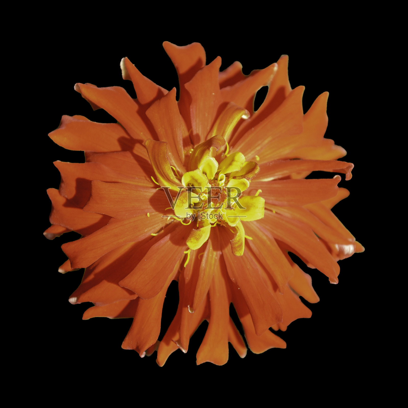 Zinia特写镜头照片摄影图片