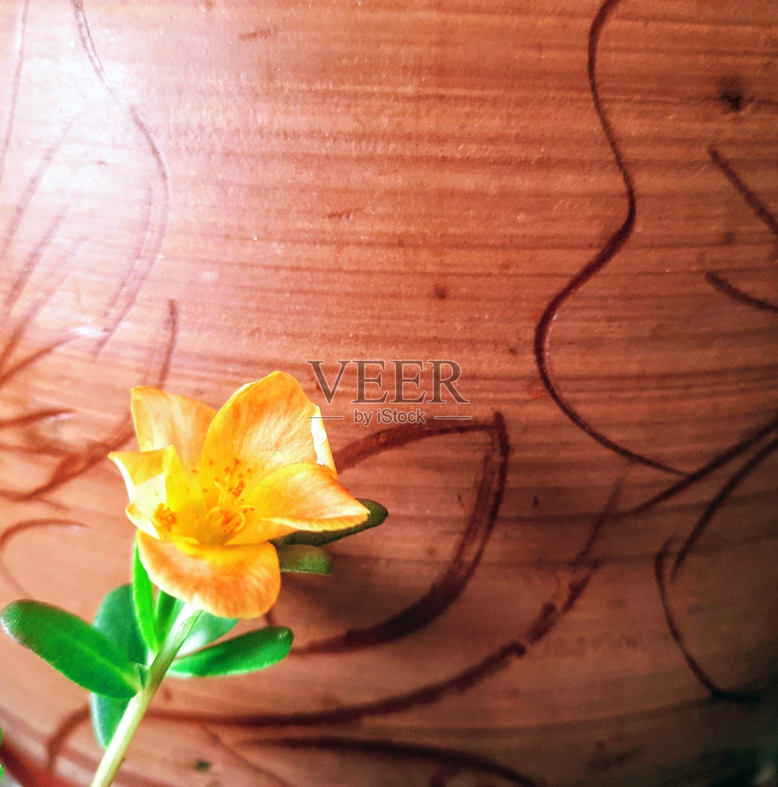 带背景的黄花照片摄影图片