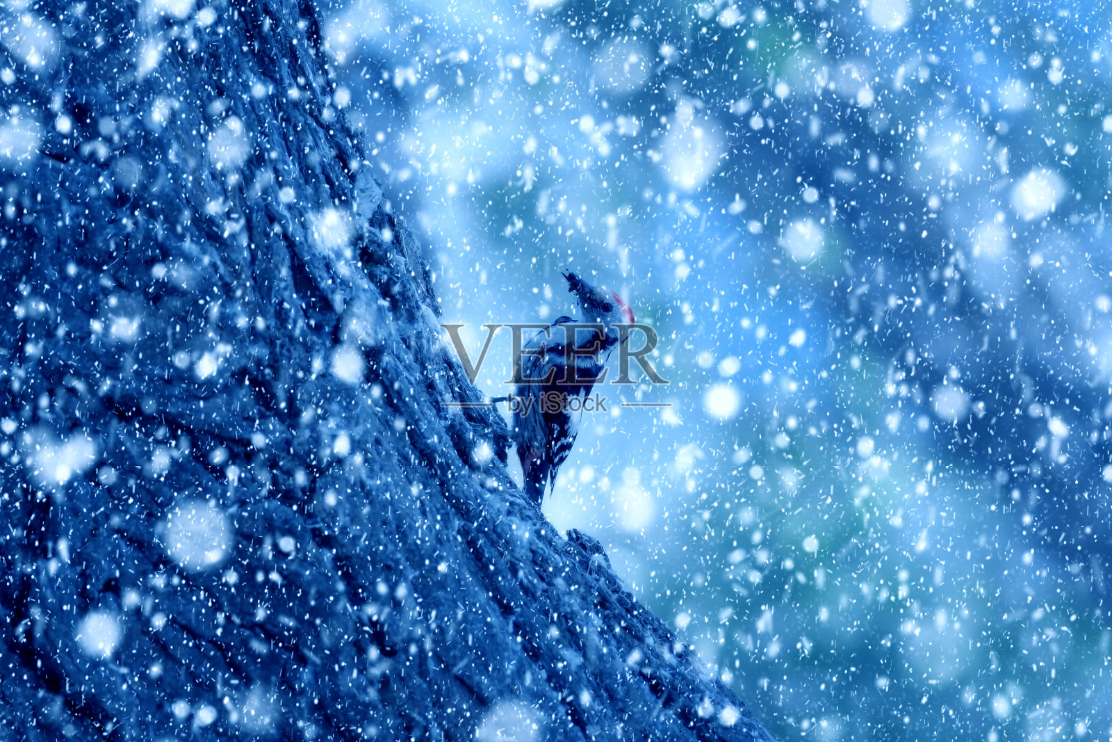 冬季和鸟类。雪下降。蓝色的自然背景。啄木鸟。照片摄影图片