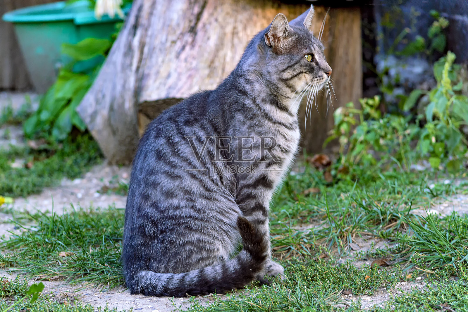 灰条纹的乡村猫。宠物。在自然界中。侧视图。照片摄影图片