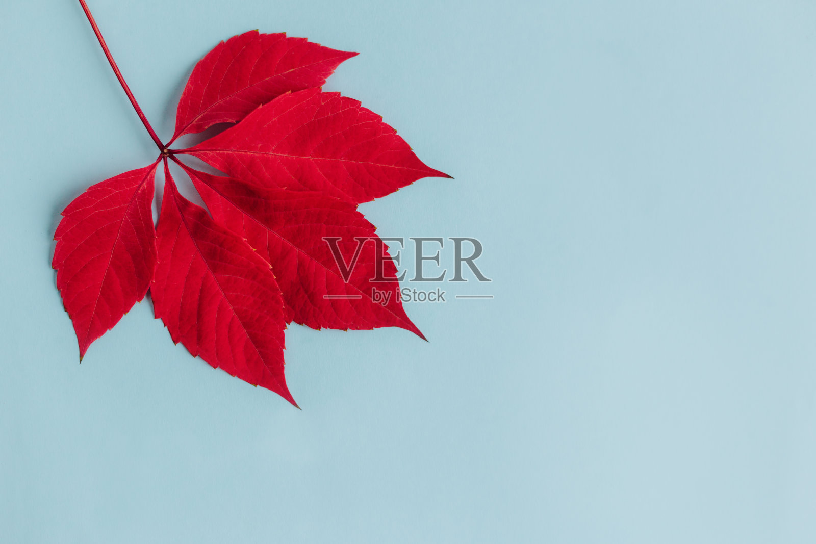 美丽的红色叶子在浅蓝色的背景。秋天的背景。照片摄影图片