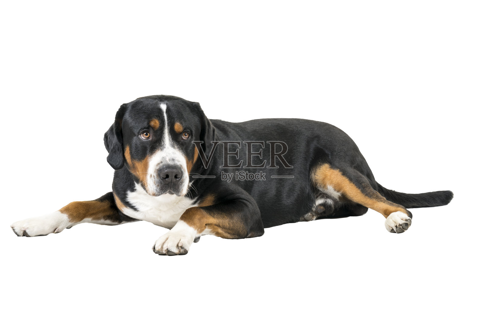大瑞士山地犬侧躺着看着摄像机照片摄影图片