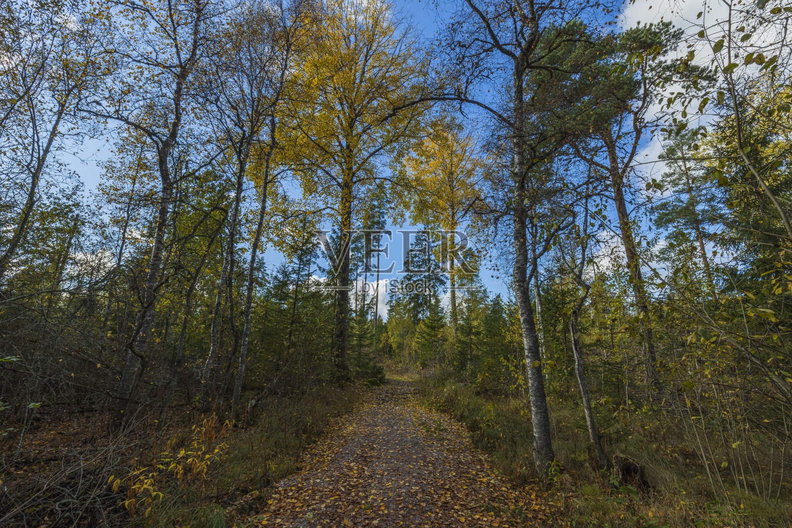 令人惊叹的美丽,在秋天的森林里,蓝天白云。美丽的秋天自然背景。照片摄影图片