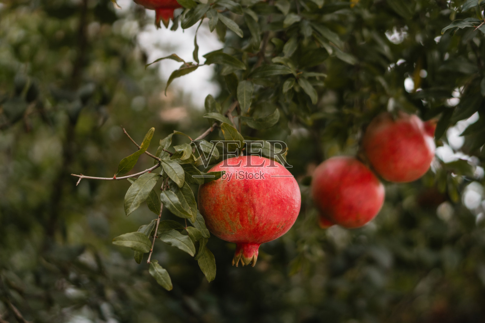 石榴树,红色的果实和绿色的叶子。自然的生活。果园,收获季节。照片摄影图片