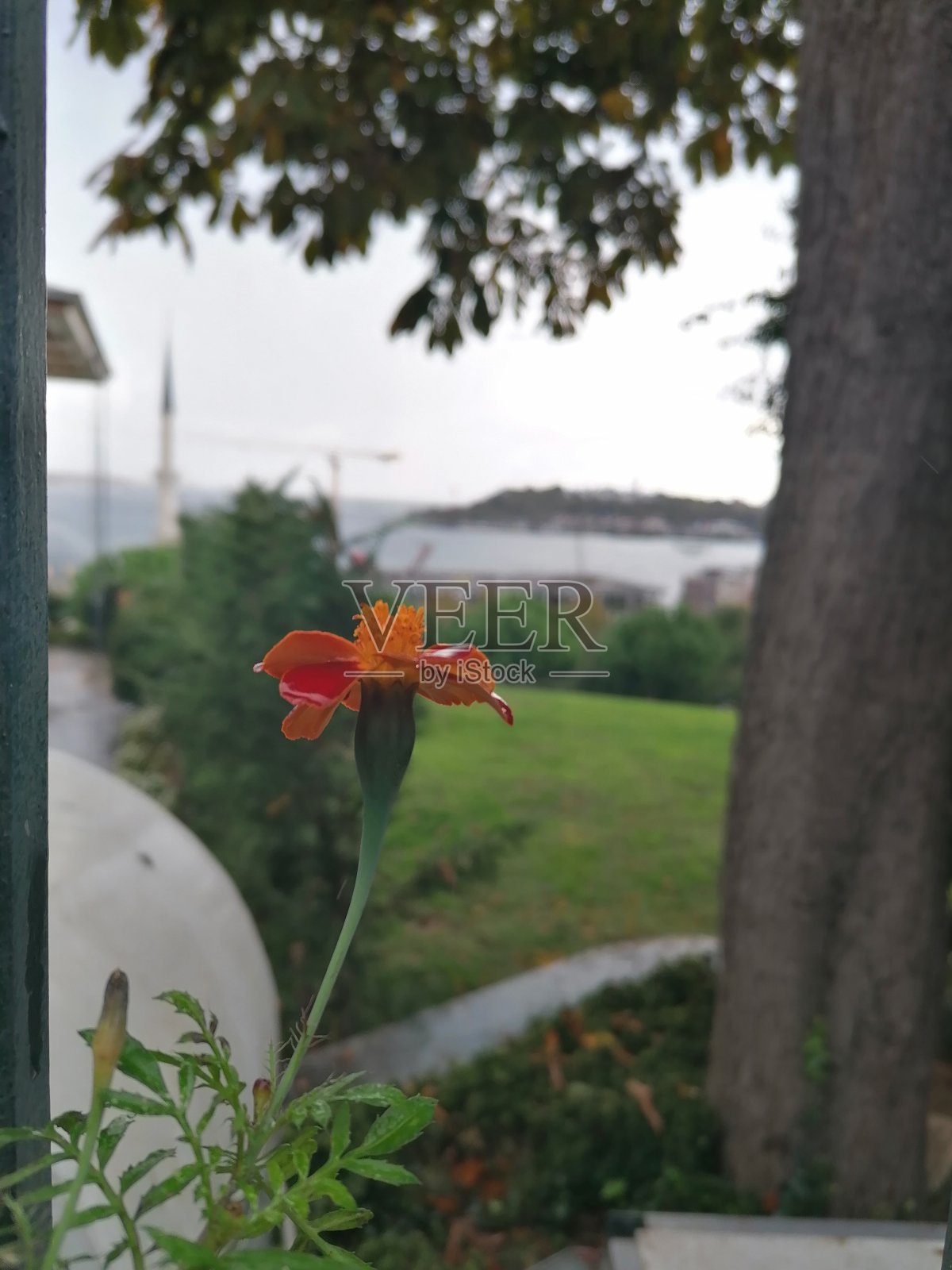 花照片摄影图片