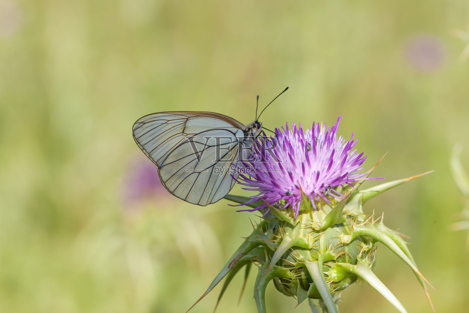 粉蝶,粉蝶科白粉蝶,有黑色的叶脉,栖息在花的顶端。照片摄影图片