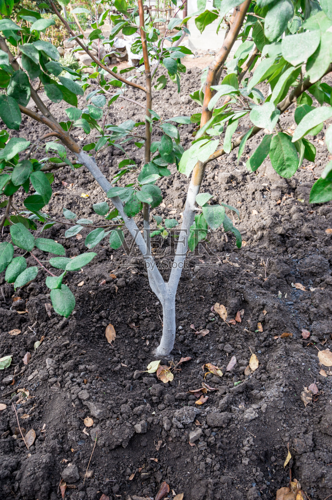 花园里一棵刷白的苹果树树干。保护树木免遭虫害。照片摄影图片