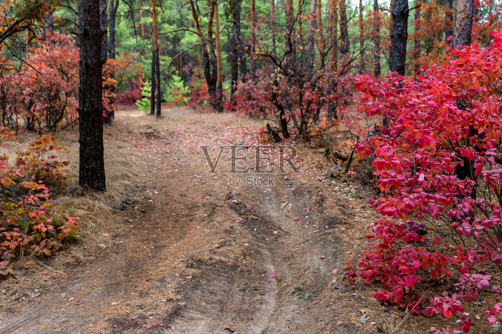 明亮的秋天森林与红色和橙色的烟树的叶子照片摄影图片