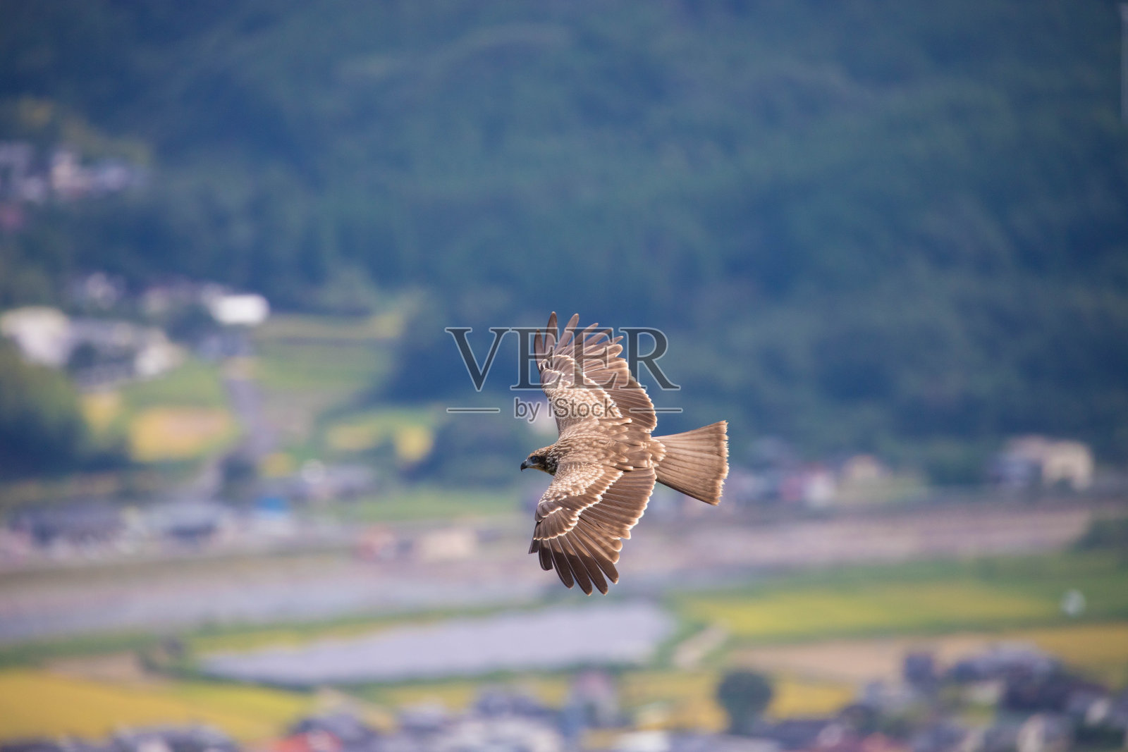 黑色的风筝在天空中飞翔照片摄影图片