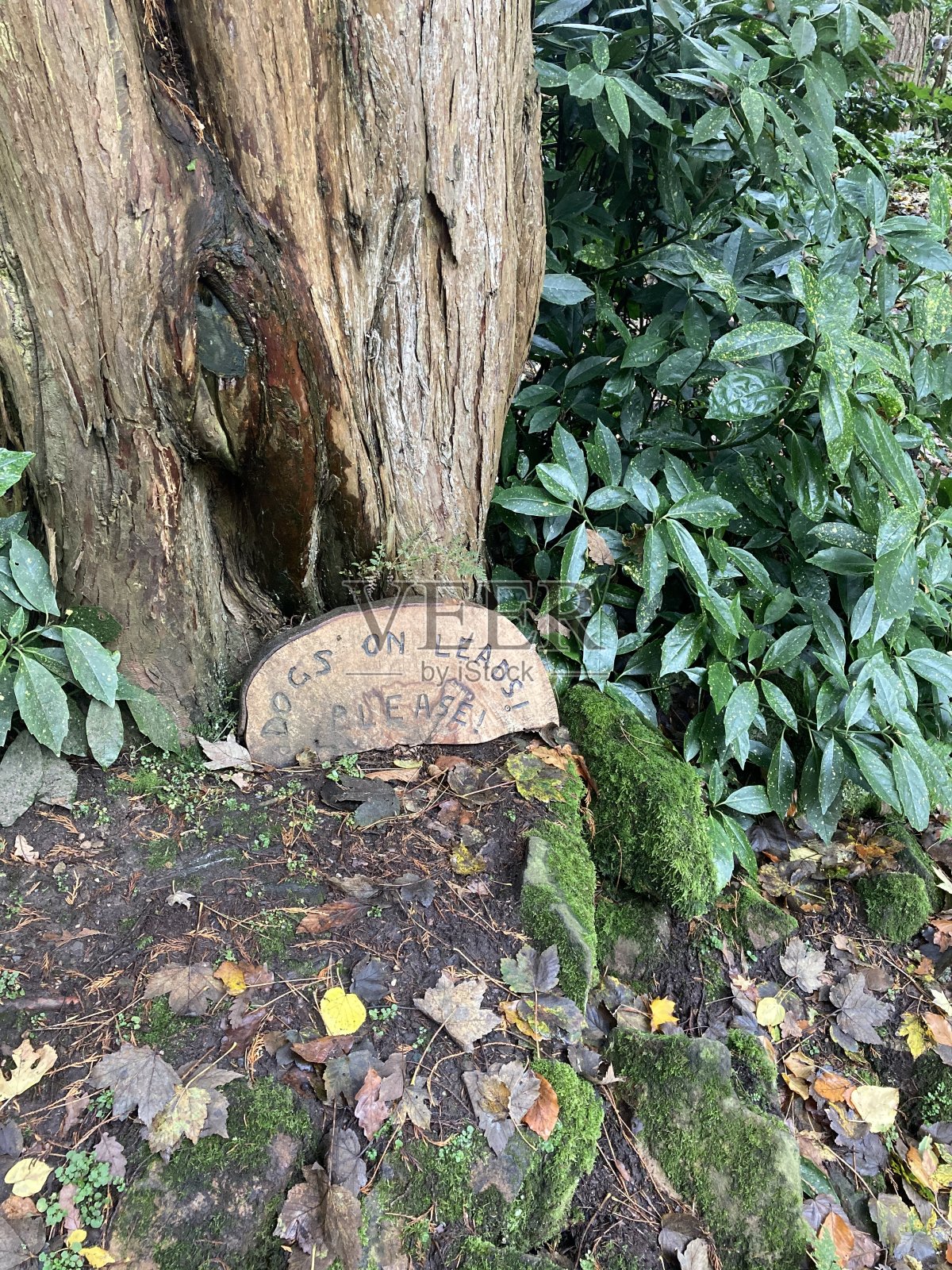 兰开斯特,威廉姆森公园,阿什顿纪念馆照片摄影图片