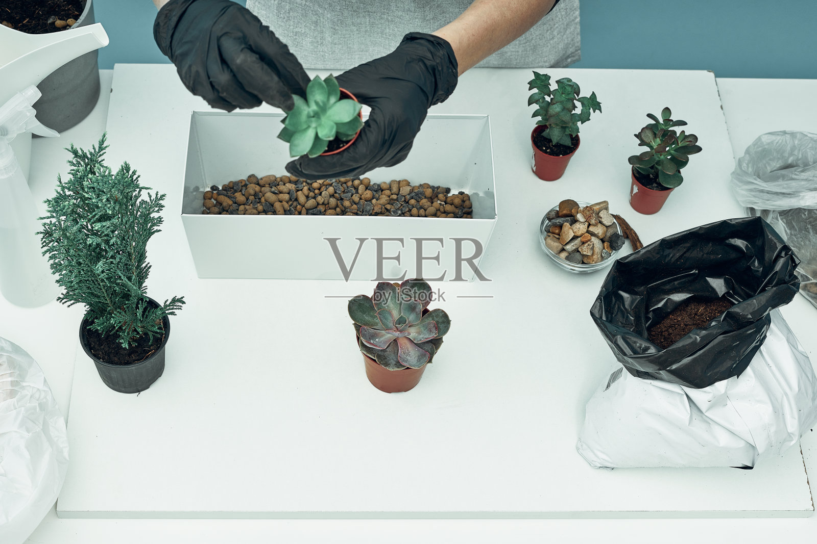 女孩在土和花盆里种室内植物和花。植物护理和保养。的爱好。照片摄影图片