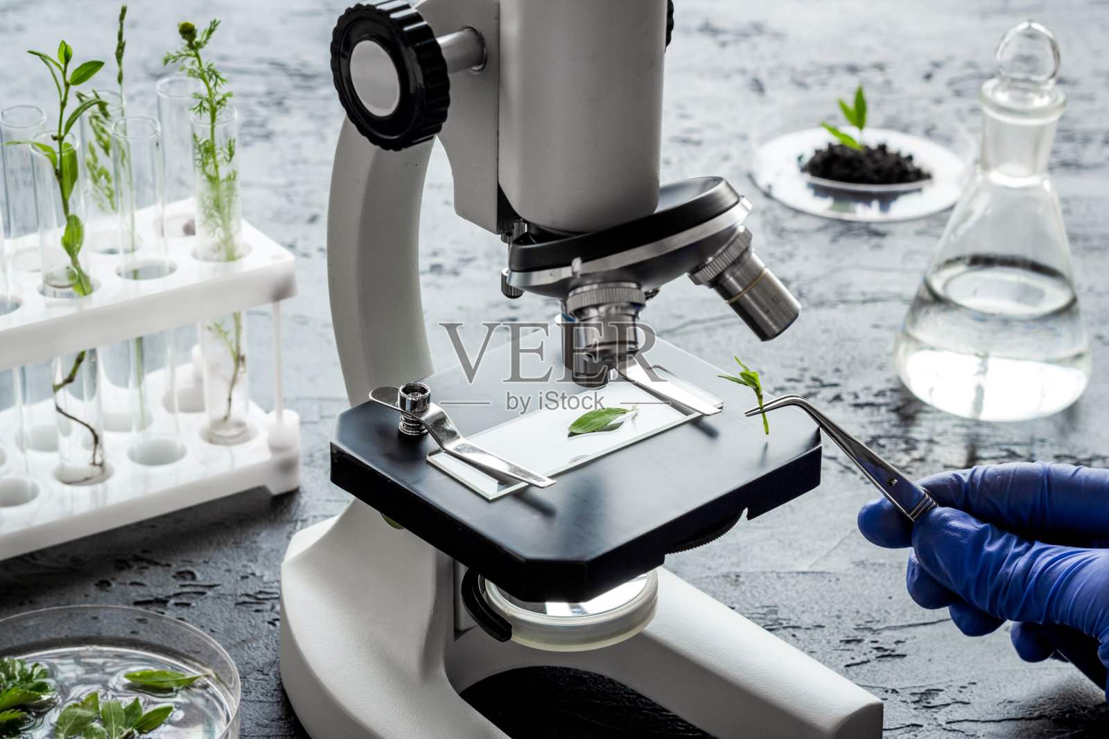 科学家戴着手套在生物实验室用植物和显微镜做实验照片摄影图片
