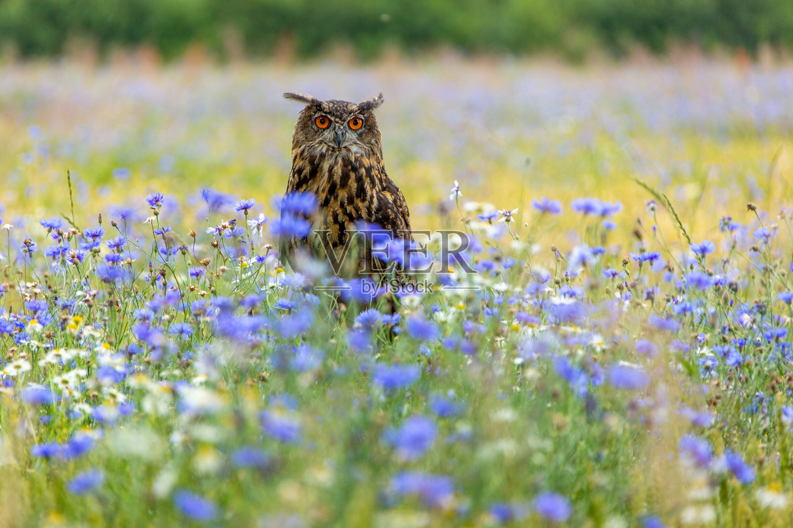 乌胡在玉米地里开着蓝色的矢车菊照片摄影图片