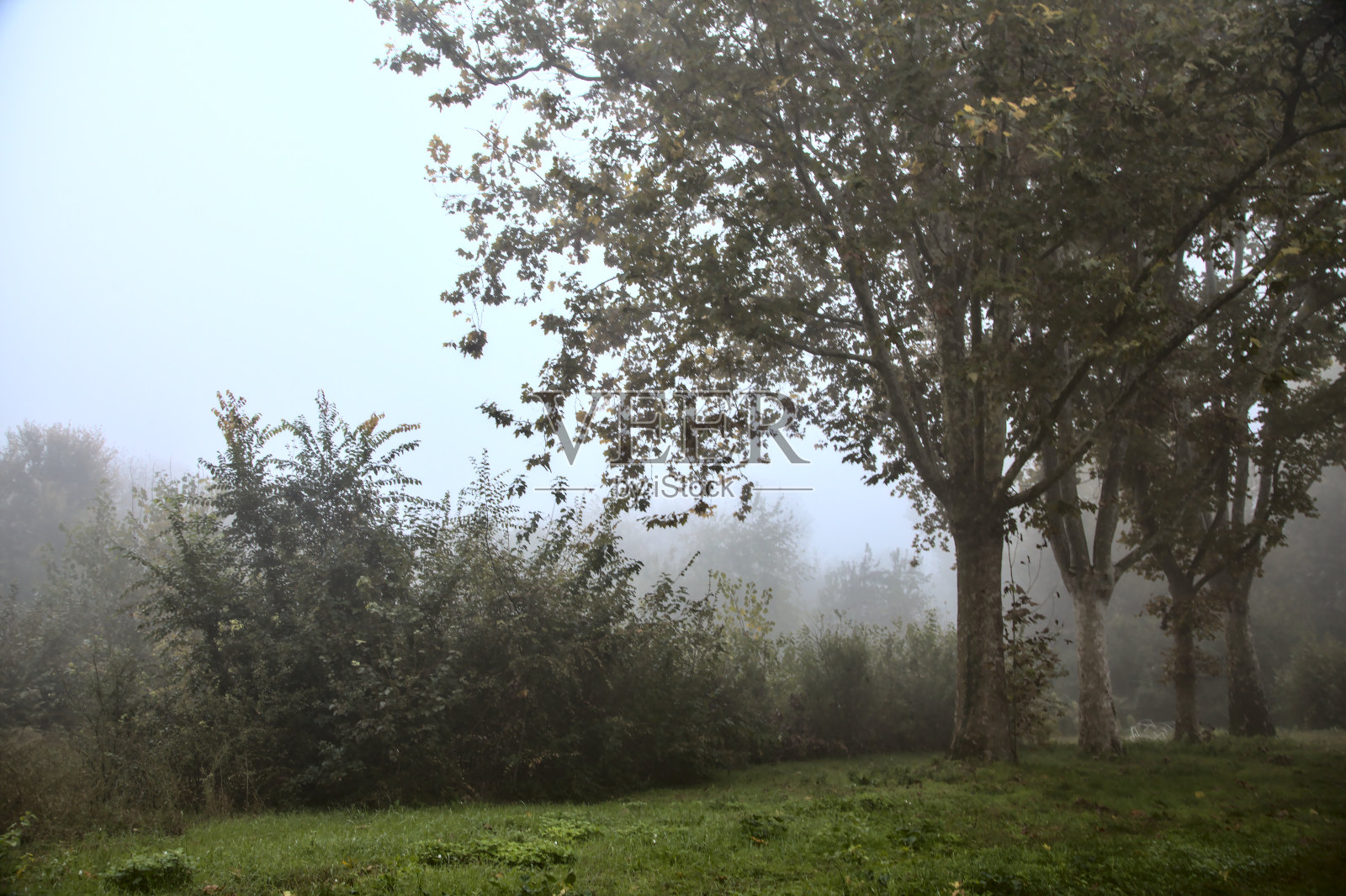 秋天的公园被雾所覆盖照片摄影图片