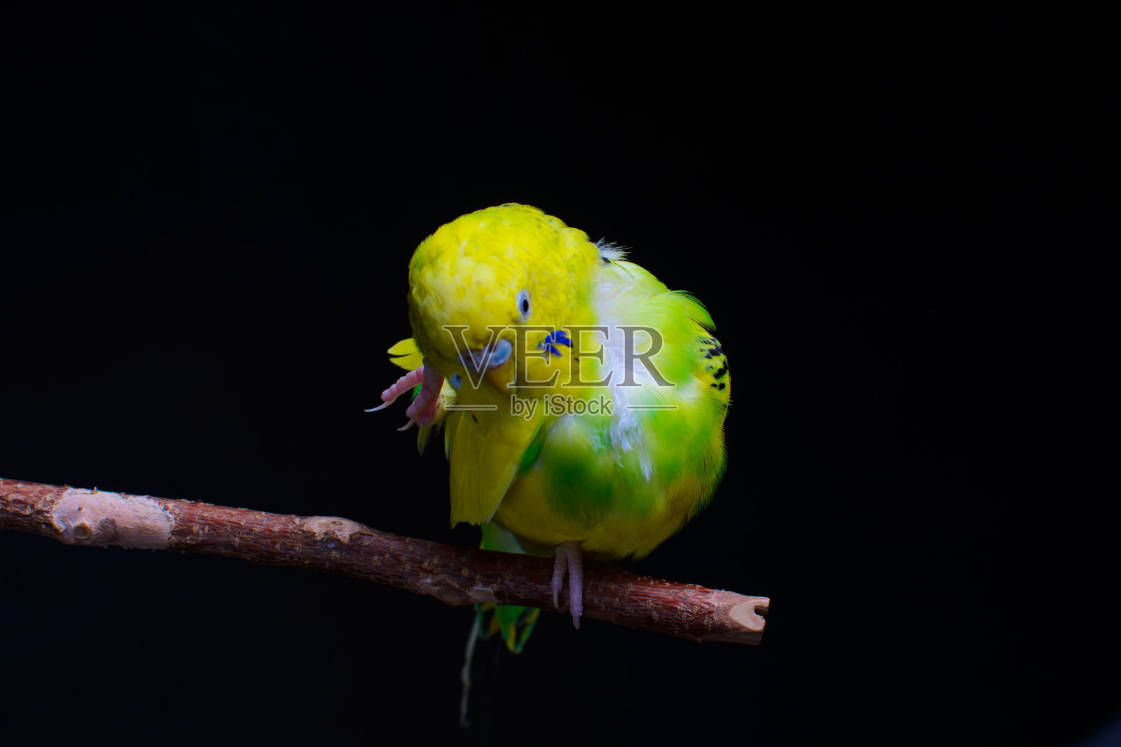 黄色和绿色的虎皮鹦鹉,虎皮鹦鹉坐在一根木棒上清洁羽毛。黑色背景。照片摄影图片