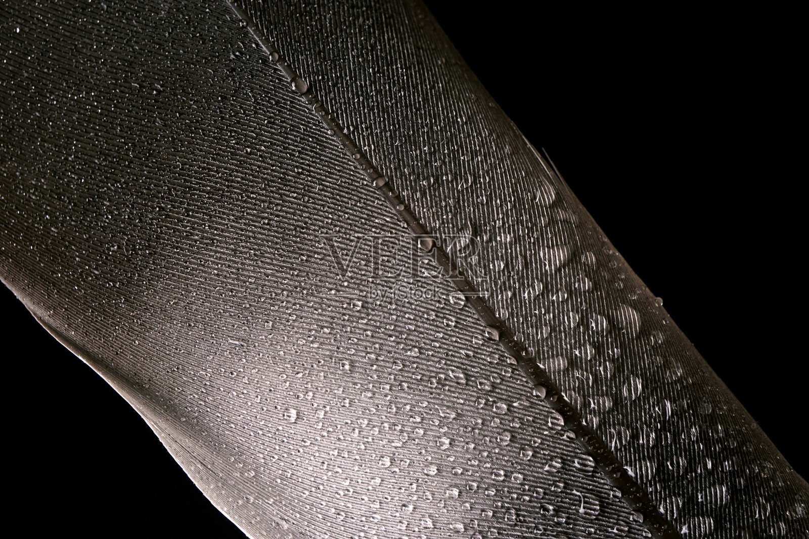 鸟羽毛的特写显示水滴照片摄影图片