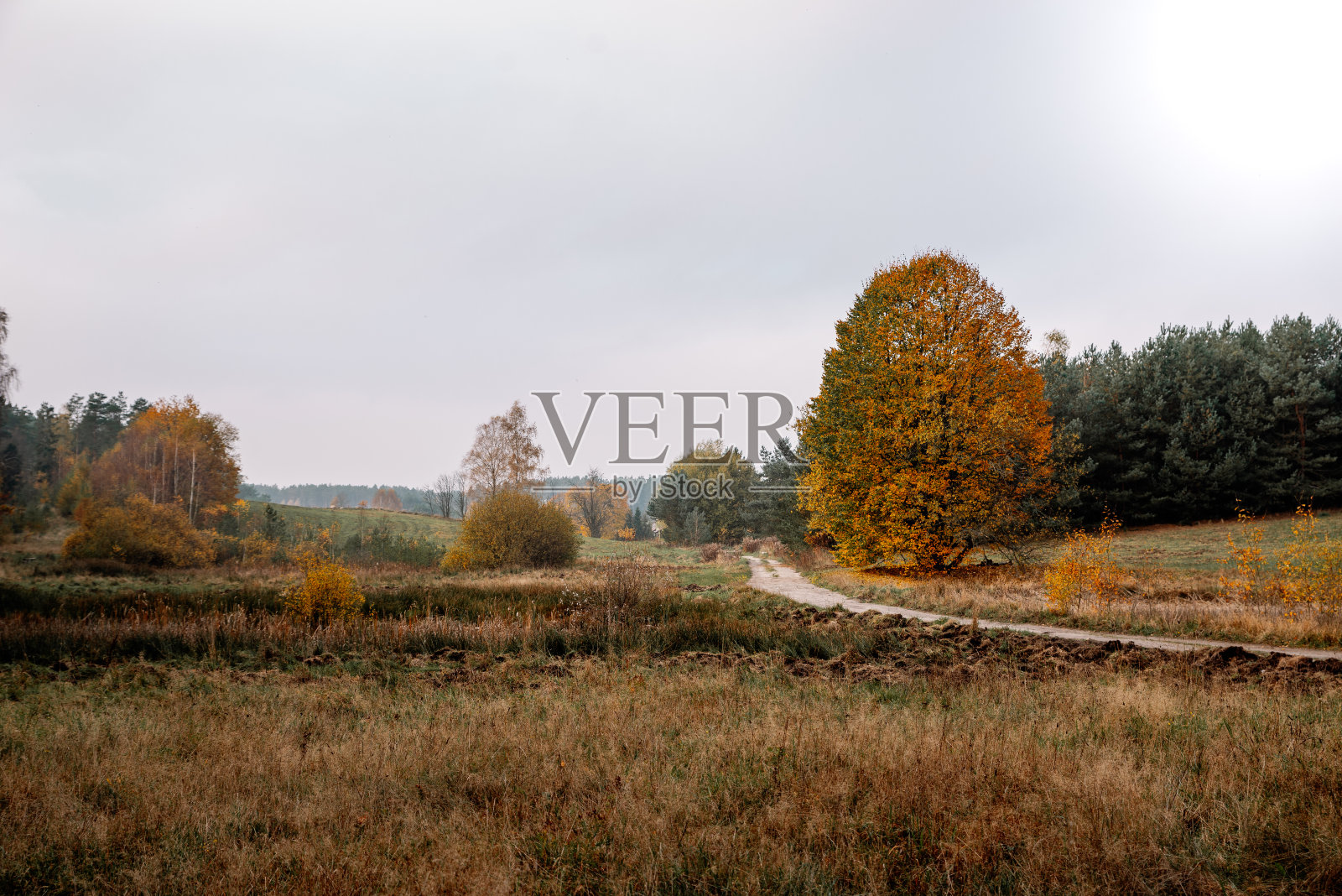 秋天的风景在森林里照片摄影图片