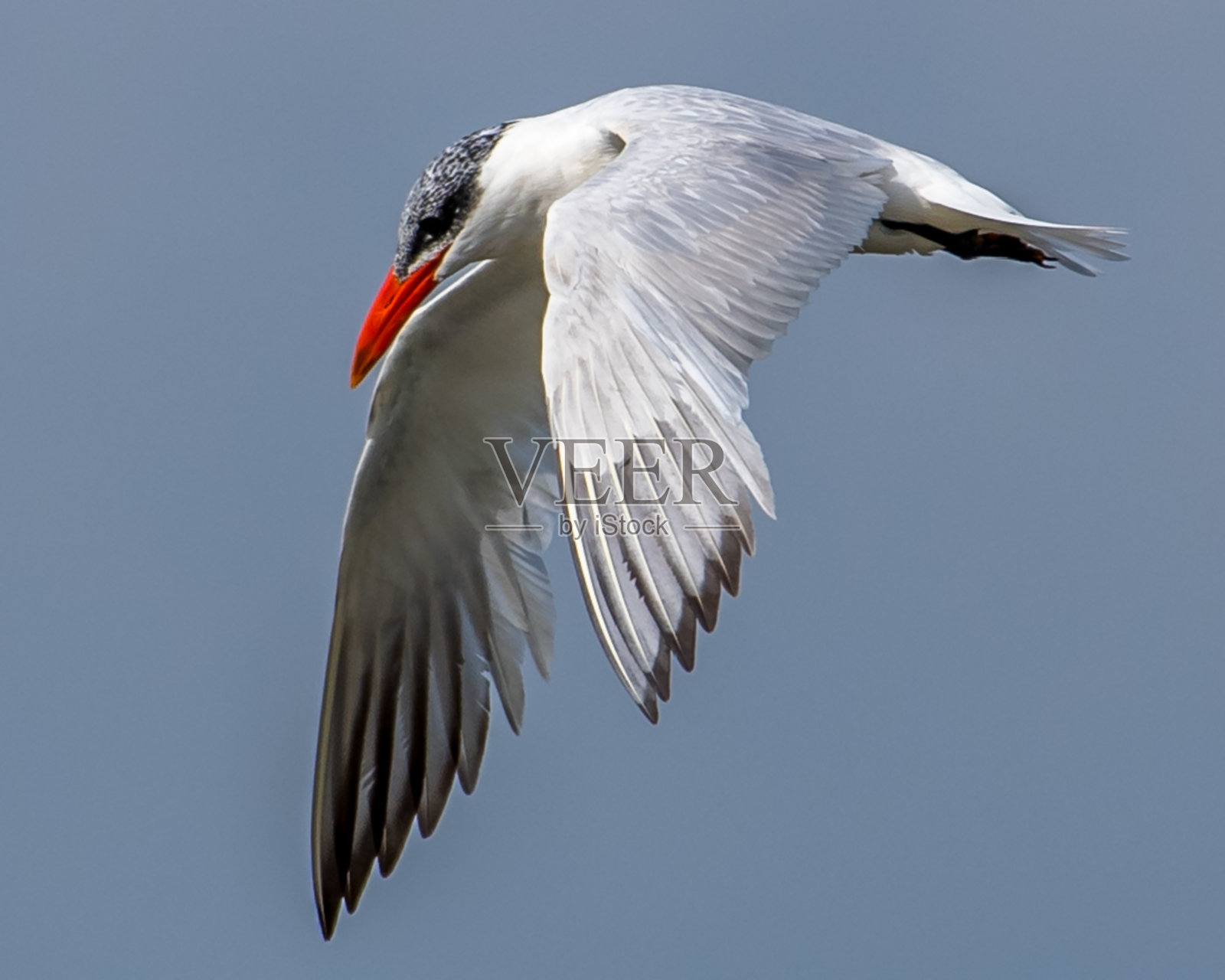 飞行中的普通燕鸥照片摄影图片