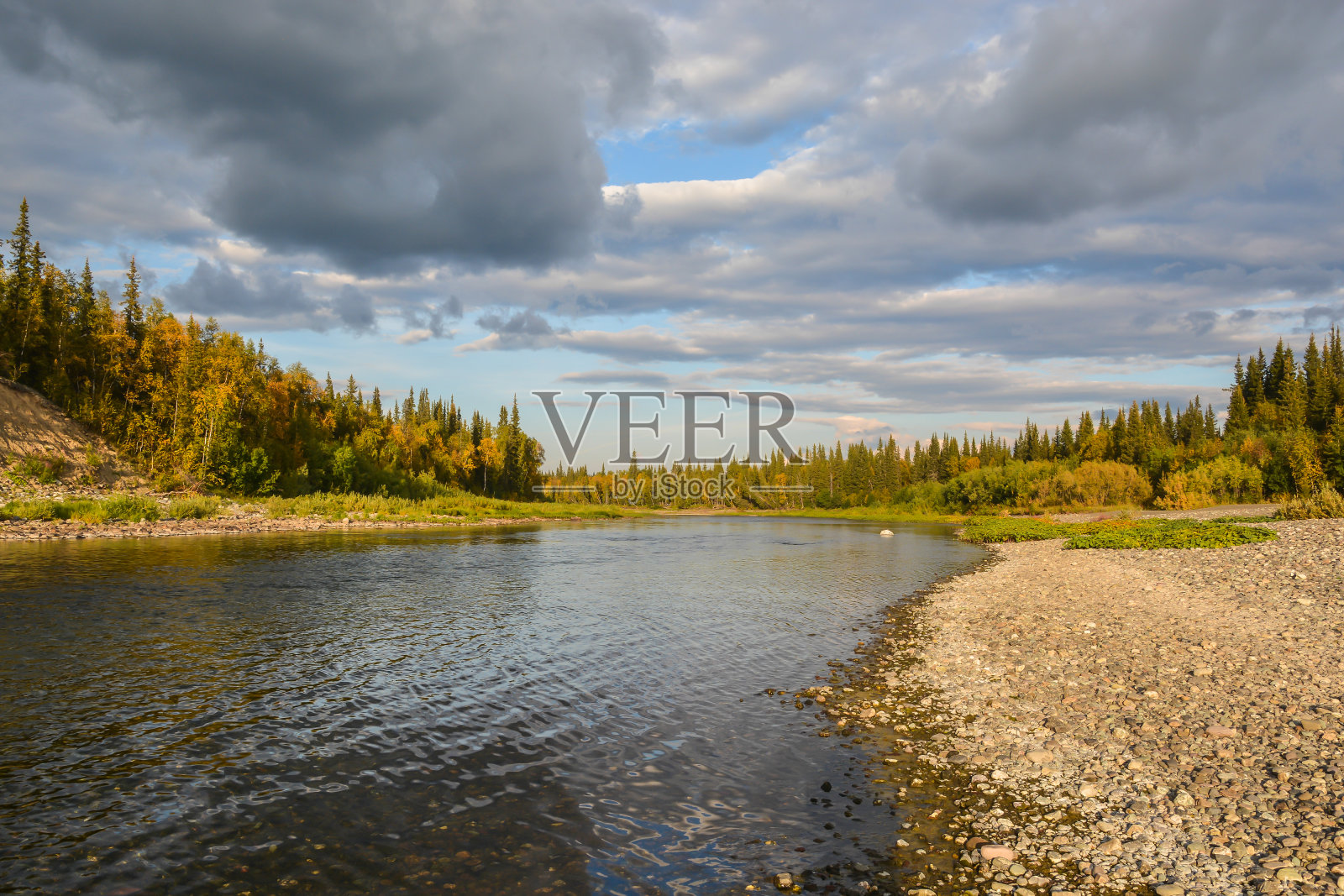 针叶林河流照片摄影图片