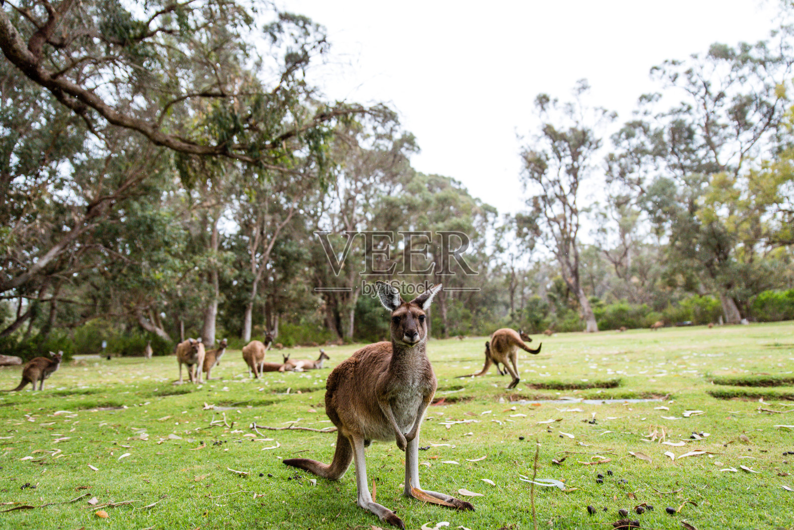 澳大利亚公园里的野生袋鼠照片摄影图片