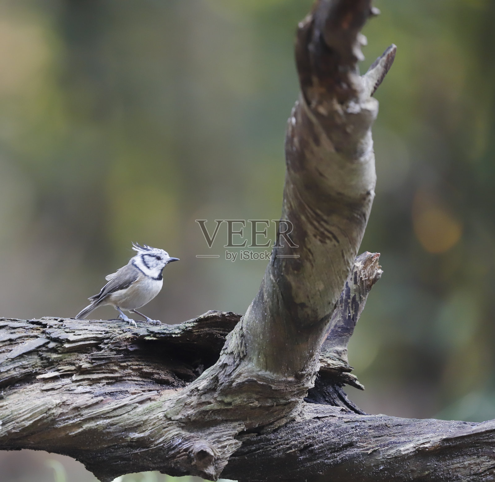 凤头山雀照片摄影图片