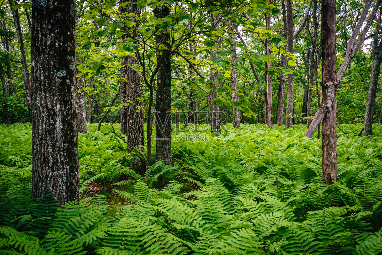 弗吉尼亚州谢南多厄国家公园森林中的蕨类和树木。照片摄影图片
