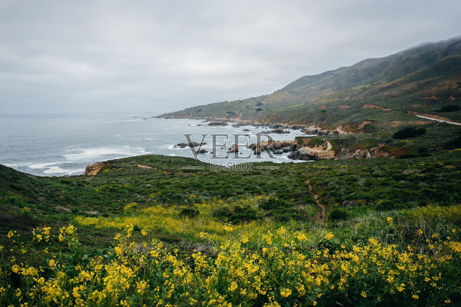 加利福尼亚州加拉帕塔州立公园的黄花和太平洋景色照片摄影图片