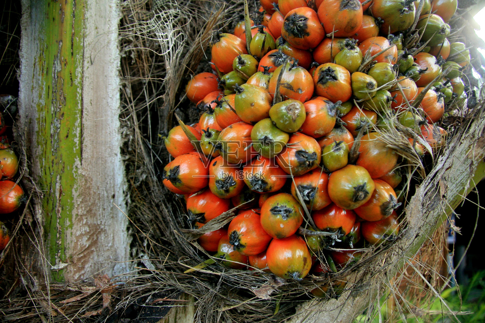 南巴伊亚的油棕榈种植园照片摄影图片