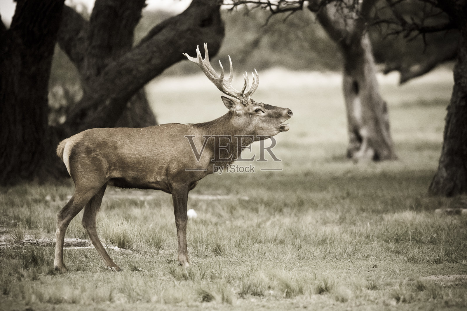 马什鹿照片摄影图片