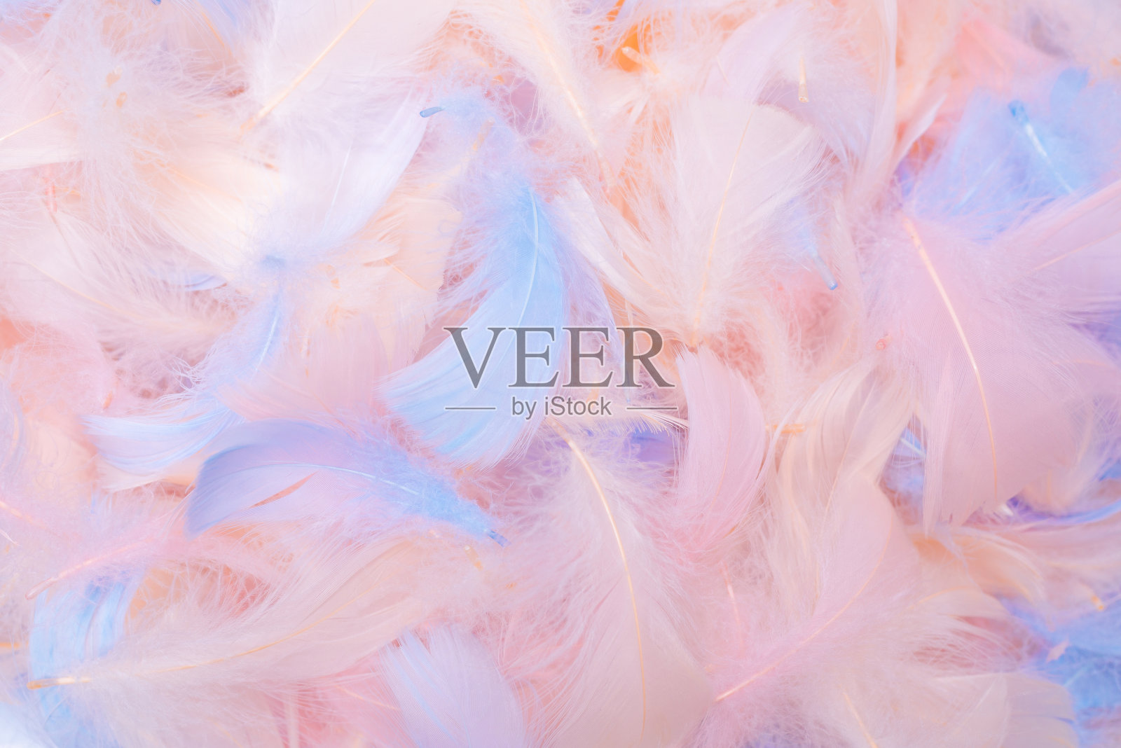 彩色羽毛背景,俯视图。照片摄影图片