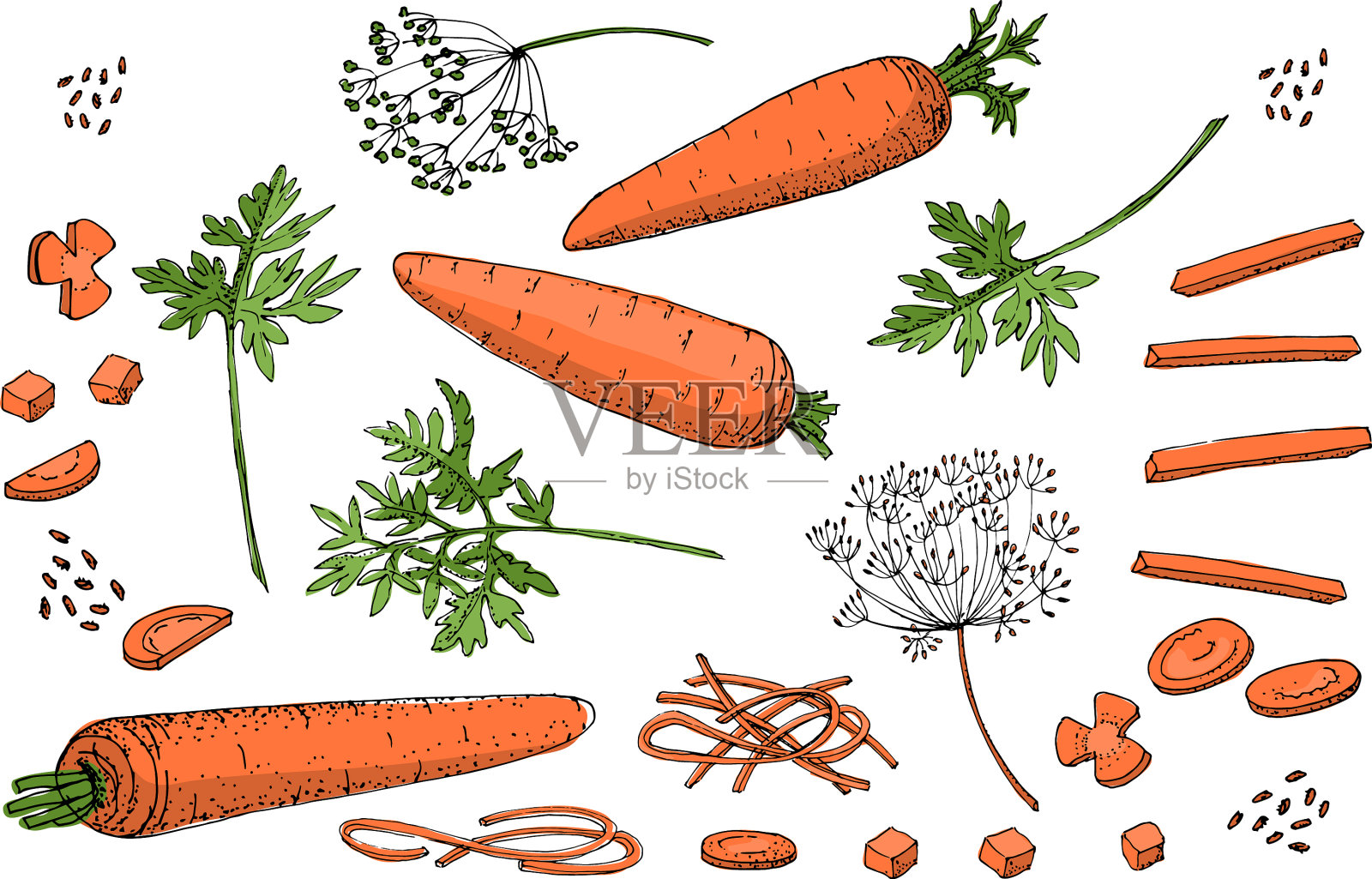 素描集胡萝卜插画图片素材