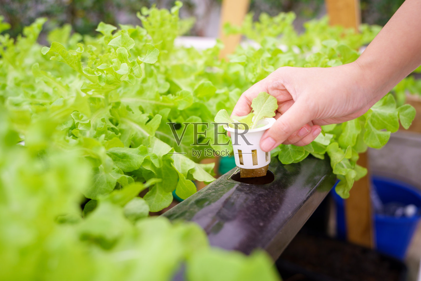 有机蔬菜的概念,食品,健康,农业,有限的空间照片摄影图片