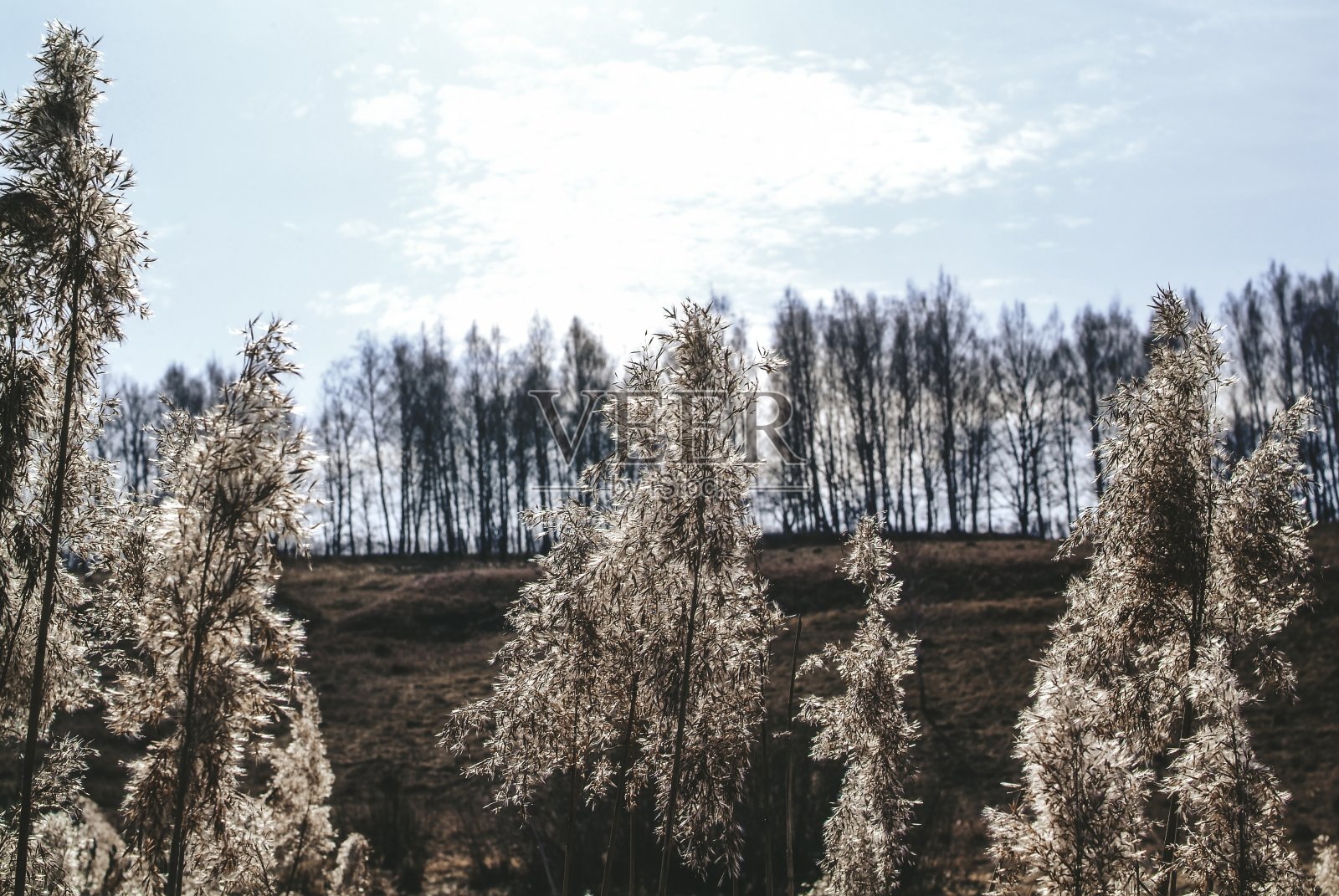 春天河岸上的枯草照片摄影图片