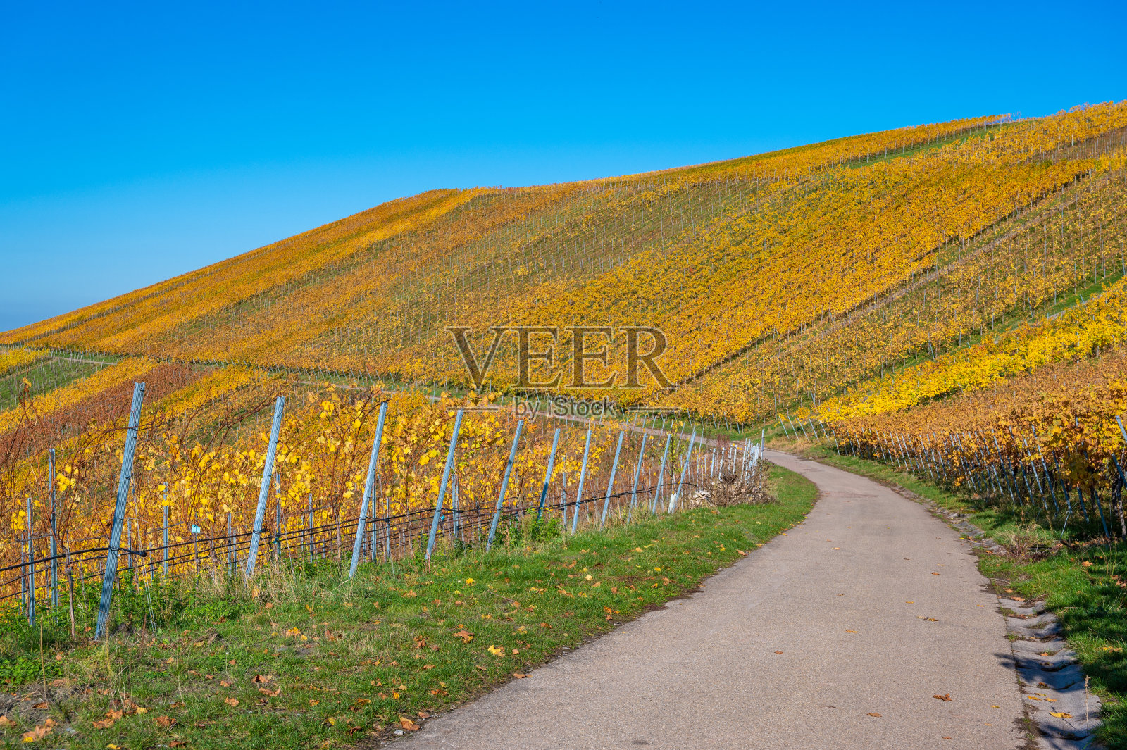 德国魏因施塔特葡萄园秋景照片摄影图片