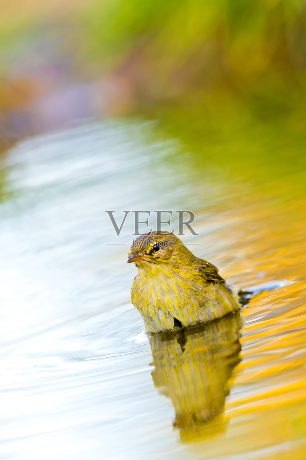 柳莺,森林池塘,地中海森林,西班牙照片摄影图片