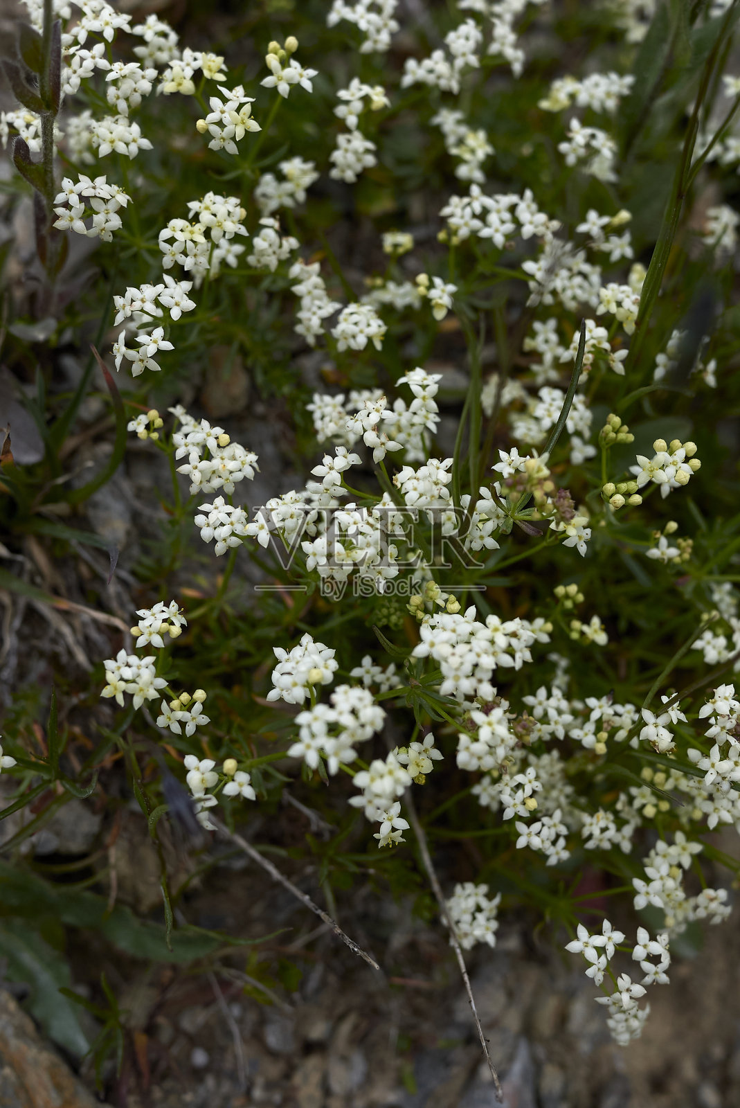 大块萨克斯提尔照片摄影图片