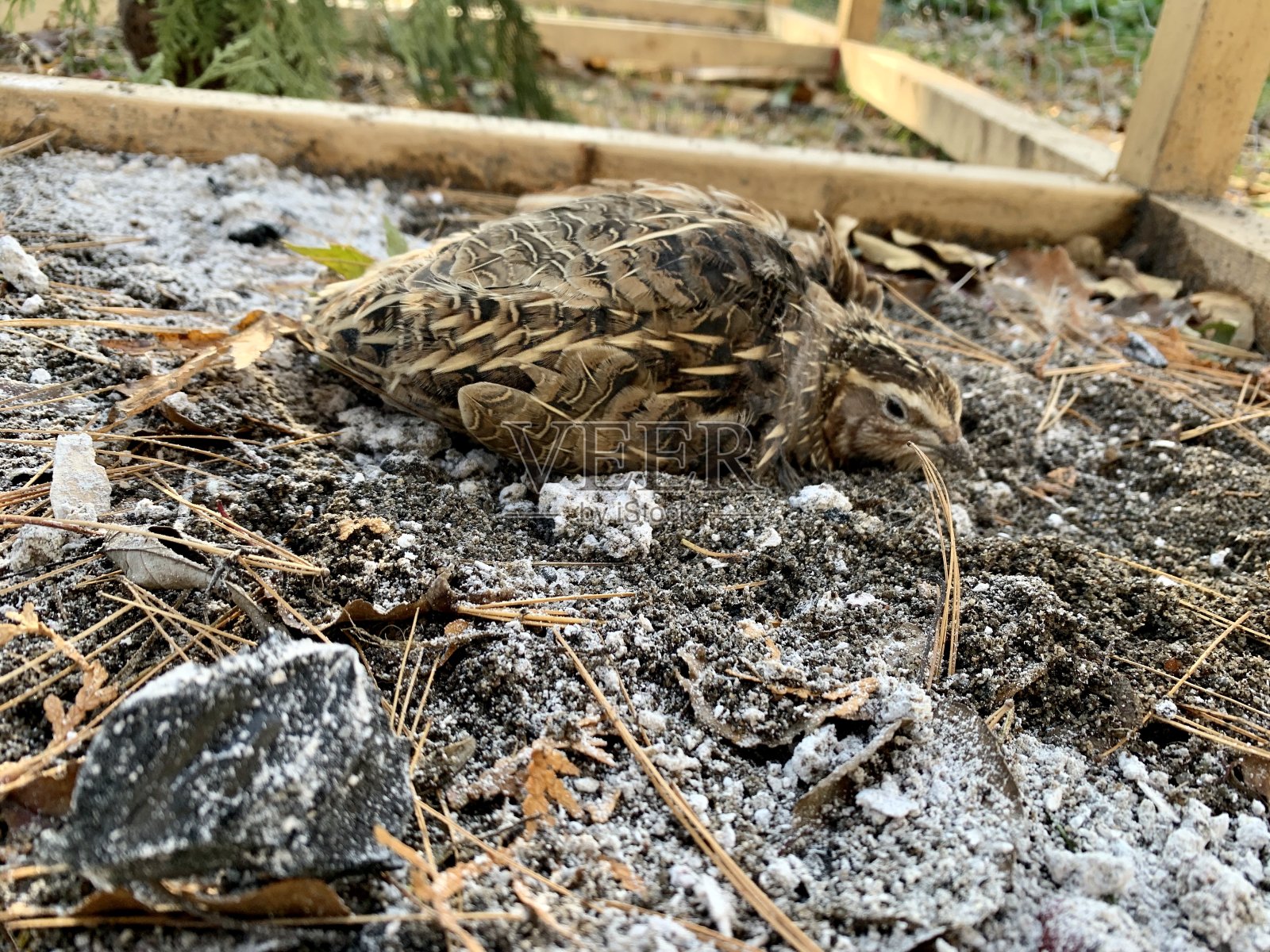 灰尘浴中的鹌鹑照片摄影图片