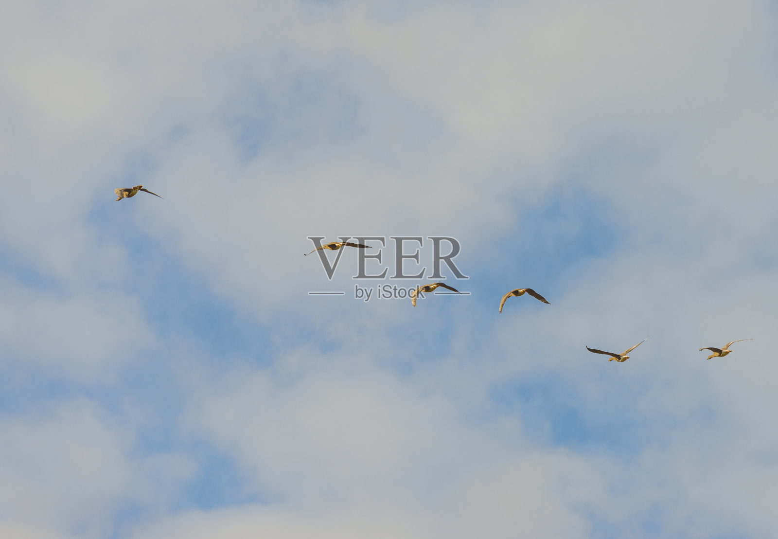 在秋天明亮的阳光下,大雁在蓝白色多云的天空中飞翔照片摄影图片